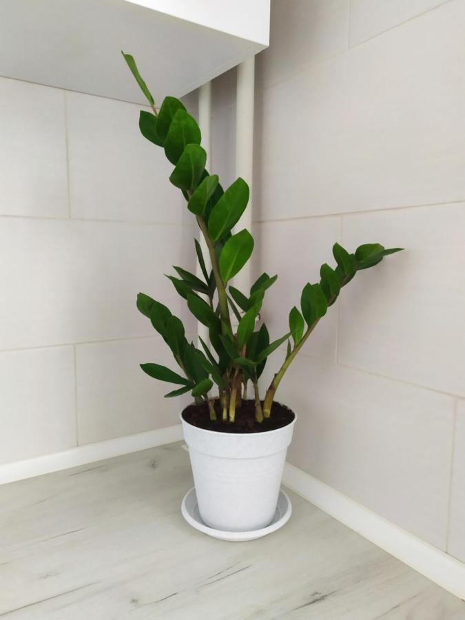 Apartment On Klochkovskaya 152A Kharkov Ngoại thất bức ảnh